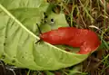 Grande loche sur une feuille, France.