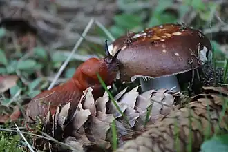 Arion rufus en train de manger un champignon.