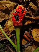 Arisaema engleri.