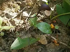 Description de l'image Arisarum proboscideum RHu 001.JPG.