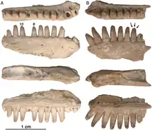 Dentaires d’Arisierpeton simplex. (A) Dentaire gauche GAA 00246-2 en vues occlusale, labiale, dorsale et linguale ; (B) dentaire droit GAA 00246-1 en vues occlusale, labiale, dorsale et linguale.