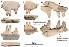 Maxillaires d’Arisierpeton simplex. (A) Fragment de maxillaire gauche GAA 00207 en vues latérale, ventrale, linguale et dorsale ; (B) petit fragment de maxillaire droit GAA 00240 en vues latérale, ventrale et linguale ; la vue ventrale ou occlusale montre la présence d'une dent non éruptée à la base de la couronne dentaire cassée, comme indiqué par une flèche ; (C) GAA 00225-2, fragment antérieur de maxillaire droit en vues labiale et linguale.