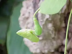 Inflorescence jeune