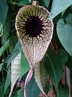 Description de l'image Aristolochia_grandiflora_1.jpg.