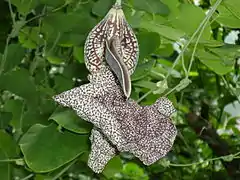 Description de l'image Aristolochia_labiata.jpg.