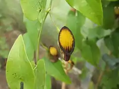 Description de l'image Aristolochia_sempervirens1.jpg.