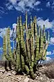 Cactus tuyau d'orgue