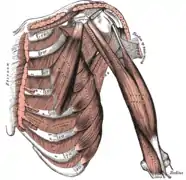 Muscles pectoraux et du bras profonds.