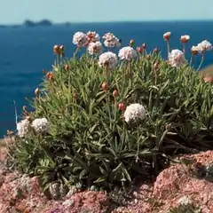 Description de l'image Armeria berlengensis.jpg.