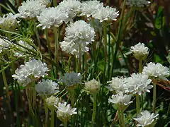 Arméria faux PlantainArmeria arenaria