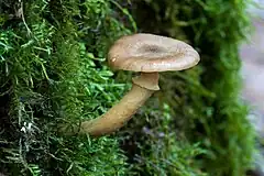 Description de l'image Armillaria hinnulea 5969.jpg.