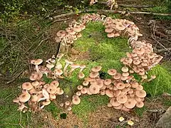 Armillaria mellea.