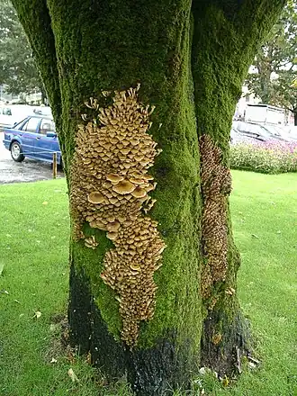 Compétition mousse-champignon (Armillaria)