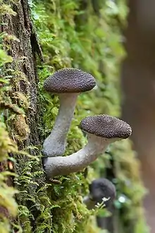 Armillaria sp.