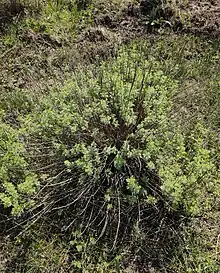 Artemesia molinieri