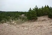 Dune entourée de forêt et avec la mer en arrière-plan.