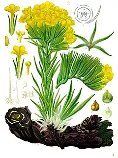 Description de l'image Arnebia_densiflora_-_Köhler–s_Medizinal-Pflanzen-220.jpg.