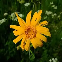 Arnica des montagnes