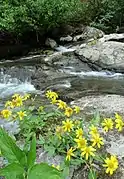 Arnica lanceolata (Washington, États-Unis).