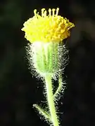 Arnica discoidea (Californie, États-Unis).