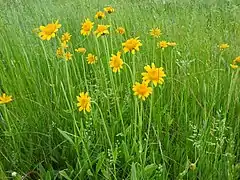 Arnica fulgens (Colorado, États-Unis).