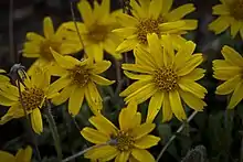 Une fleur jaune de la famille des marguerites