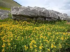 Arnica longifolia (Montana, États-Unis).