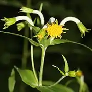 Arnica mallotopus (Japon)