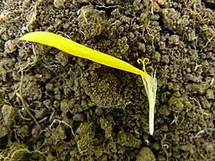 Une fleur ligulée, détachée de son capitule