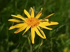 Capitule d'Arnica montana.