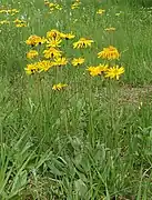 Arnica montana