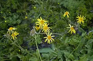 Arnica(Arnica montana)