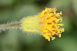 Arnica parryi (Washington, États-Unis).