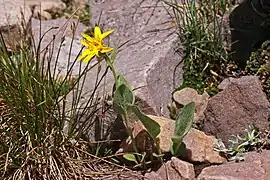 Arnica rydbergii (Utah, États-Unis).