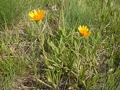 Arnica sororia (Montana, États-Unis).