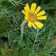 Arnica unalascensis (Japon)