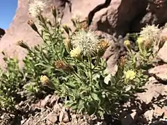 Arnica viscosa (Californie, États-Unis)