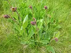 Arnica montana