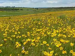 Arnica montana (Belgique).