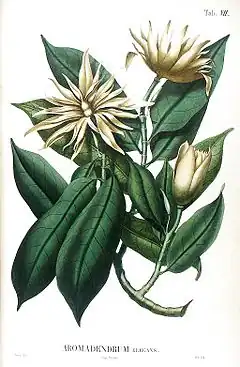 Description de l'image Aromadendron elegans from Blume Flora Javae.jpg.