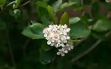 Fleurs de Aronia melanocarpa