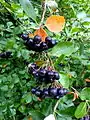 Fruits de Aronia melanocarpa