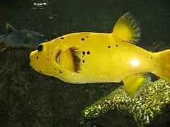 Museum-aquarium de Nancy