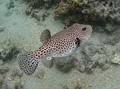 Le poisson-ballon étoilé Arothron stellatus est un prédateur courant de l'acanthaster.