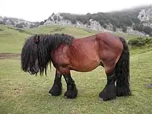 Gros cheval de trait vu de profil.