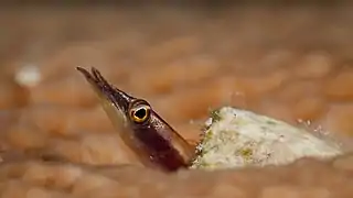 Un Lucayablennius zingaro, des Chaenopsidae, sur les côtes près de Cuba. Aout 2017.