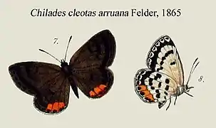 Luthrodes cleotas