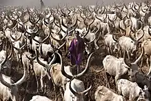 photo couleur d'un troupeau de bovins gris à longues cornes en lyre et leur berger et habit traditionnel mauve.