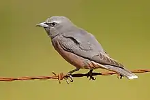 Un petit oiseau gris et ocre palesur un fil de fer barbelé.