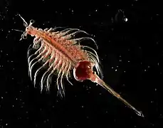 Artemia parthenogenetica, un Anostraca